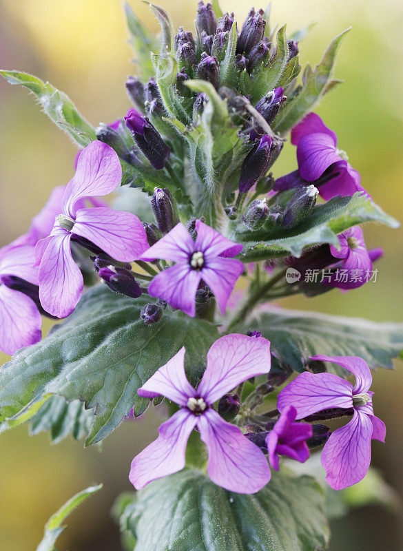 诚实(Lunaria annua)